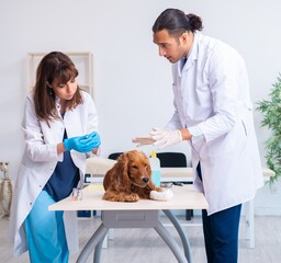 Wall Mural - Vet doctor examining golden retriever dog in clinic