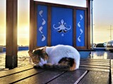 Fototapeta Zwierzęta - Kot, Ayia Napa, Cypr