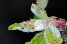 Winter Moth (Operophtera Brumata) And Apple Blossom Damaged By A Caterpillar. Winter Moth Is An Important Pest Of Apples And Pears In Orchards.