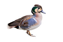 Baikal Teal Isolated On White Background (Sibirionetta Formosa), Bimaculate Duck