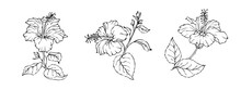 Collection Of Linear Sketches Of Hibiscus Buds And Flowers. Vector Graphics.	