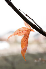 Wall Mural - Single dried red maple leaf on the tree branch ,close up shot