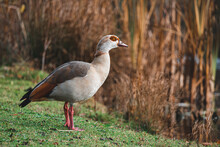 Portrait Of Beautiful Funny Nile Goose Standing Near Lake