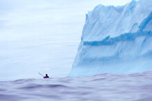 A Sea Kayaker Paddles Near Icebergs On The Open Atlantic Off Quirpon Island, Newfoundland.