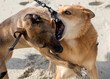 © Cavan Images - Dogs fight on the beach in Emerald Isle, North Carolina.