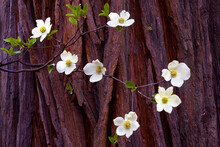 Dogwoods In Bloom Against A Cedar Tree In The Spring 2010 In Yosemite National Park, California.