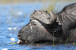buffalo in water eating a flower