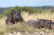 hippopotamus on the shore of the Chobe River