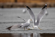 Seagulls On Frozen Lake