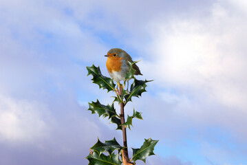 Wall Mural - The European robin (Erithacus rubecula) known simply as the robin or robin redbreast