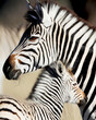 zebras mother and baby close up