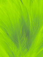 Wall Mural - Beautiful abstract green feathers on white background, blue feather texture on dark pattern, green background, feather wallpaper, love theme, valentines day, green gradient texture