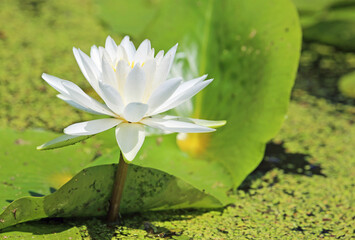 Poster - White water lily