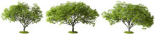 Cut Out Green Trees Shapes 3d Rendering