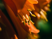 Close Up Of An Orange Flower