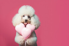 Valentine Puppy Holding Three Pink Heart Shaped Balloons. Generative AI.