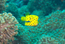 Yellow Boxfish  ( Ostracion Cubicum ) Being Cleaned By Bluestreak Cleaner Wrasse ( Labroides Dimidiatus ) In Symbiotic Relationship. At Cleaning Station , Bali, Indonesia.

