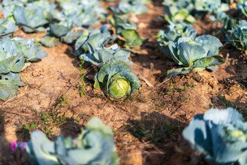 Wall Mural - cabbage in the farm field countryside Karnataka India