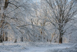 Fototapeta Natura - winter forest, oaks in the snow, view of the snowy forest