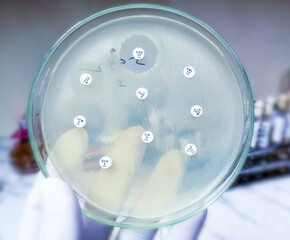 Sticker - Antimicrobial susceptibility testing in petri dish. Antibiotic resistance of bacteria