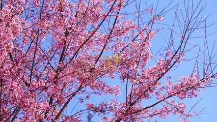 Wall Mural - Cherry apricot branch blooms brilliantly on a spring morning. Flowers blooming in spring in the highlands of Vietnam bring joy and prosperity of a new year