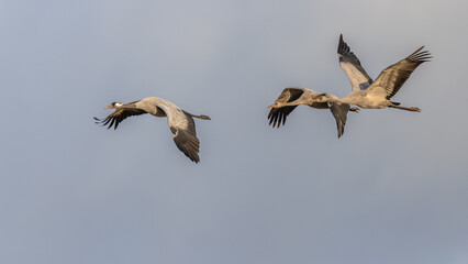 Poster - Crane birds in flight on migration