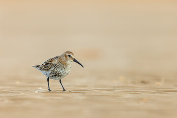 Poster - Dunlin wader bird on beach during migration