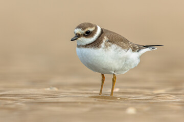 Poster - Juvenile Ringed Plover on a beach during migration