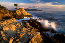 USA: California: Pacific Grove: Lone Cypress Tree And The Coast At Sunset.