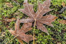 Close-up Of A Frost Covered Fallen Leaves On The Green Ground
