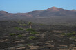 Weinfelder auf der Kanareninsel Lanzarote mit seinen Vulkanen im Hintergrund bei blauem Himmel