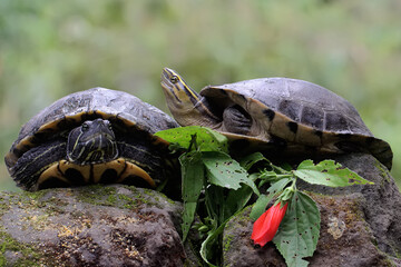 Two red eared slider tortoises are basking on the moss-covered ground on the riverbank. This reptile has the scientific name Trachemys scripta elegans.