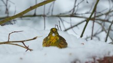 Yellowhammer Bird Animal Snow Covered Ground Feeding Side View View