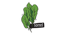 Drawn Sorrel Isolated On A White Background