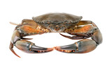 Fototapeta Kawa jest smaczna - sea crab isolated on transparent png