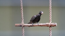 Dusky Parrot|Psittaciformes|Psittacidae|Pionus Fuscus|暗色鹦哥|暗色鸚哥「Dusky Parrot」という用語は、一般的な鳥類の名前ではありません。もしかしたら特定の種を指しているのかもしれませんが、私のデータベースにはそのような種が存在しません。可能性としては、地域や言語によって異なる名前で知られる特定の種を指しているかもしれません。より具体