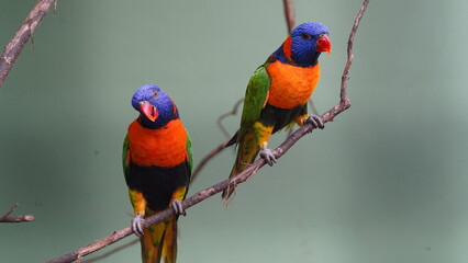 Sticker - Red-collared lorikeet|Psittaciformes|Trichoglossus|Trichoglossus|紅領吸蜜鸚鵡| rubritorquis红领彩虹鹦鹉