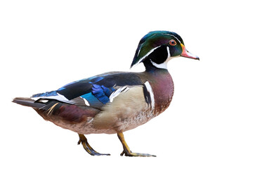 Wood duck or Carolina duck Isolated (Aix sponsa)