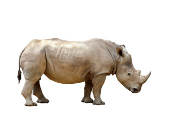 Fototapete - Rhinoceros isolated on transparent background png file