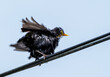 Bedraggled bird on wire