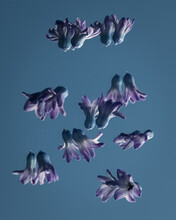 Abstract Purple Hycinth Flowers Placed On Mirror Reflecting The Blue Sky In Spring