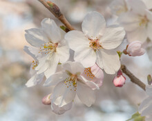 Closeup Macro Of Soft White Cherry Blossom Flower On Branch In Spring