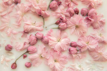 Abstract Pink Cherry Blossom Background With Flowers, Petals And Buds Floating In Milk Water