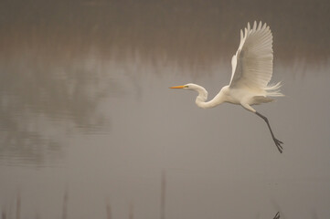 Wall Mural - Great Egret Flight in Fog