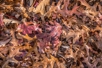  Pile of oak leaves