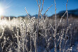 canvas print picture - Frozen meadow