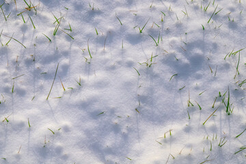 Wall Mural - The first snow covered the green grass on the lawn. The early arrival of winter.