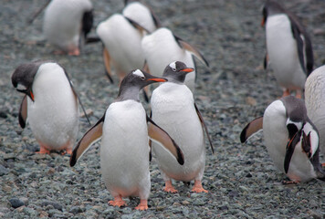 group of penguins