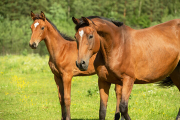 Canvas Print - portrait of  sportive dam at freedom at pasture with foal. sunny summer day