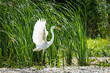 White heron during the hunt for fish